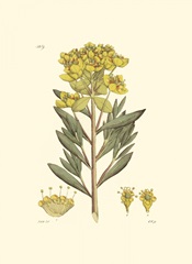 Antique Floral Plate V