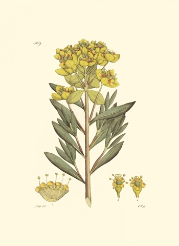 Antique Floral Plate V