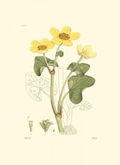 Antique Floral Plate VII