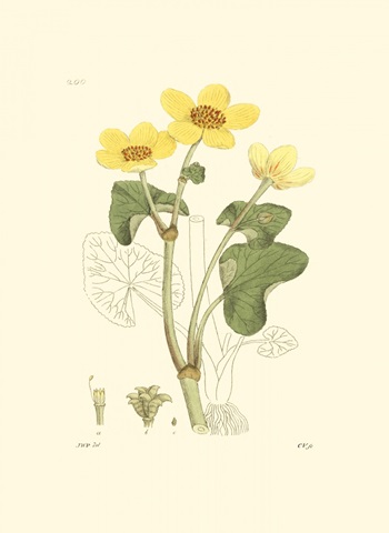 Antique Floral Plate VII