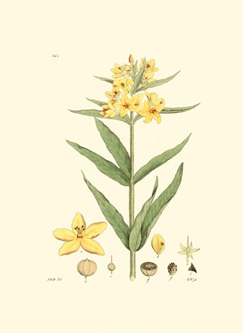 Antique Floral Plate VIII