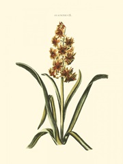 Antique Hyacinth IX