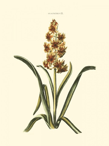 Antique Hyacinth IX
