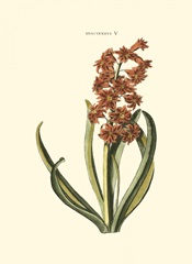 Antique Hyacinth V
