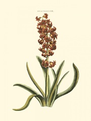 Antique Hyacinth VII