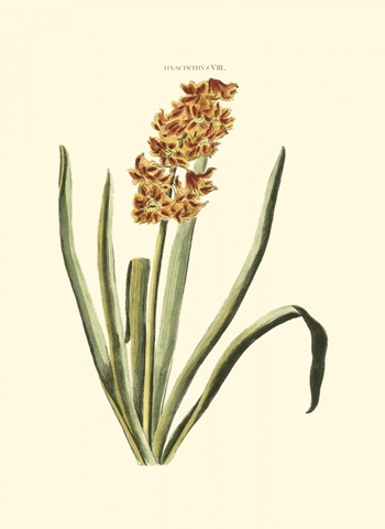 Antique Hyacinth VIII