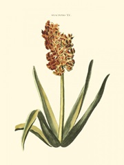 Antique Hyacinth XV