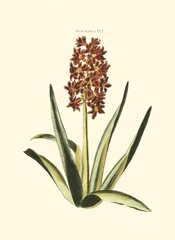Antique Hyacinth XVI