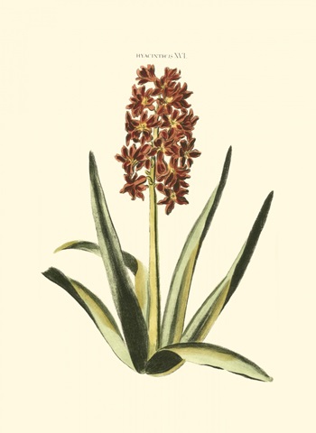 Antique Hyacinth XVI