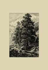 Arolla Pine