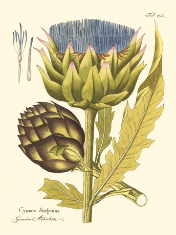 Artichoke, Pl. 462
