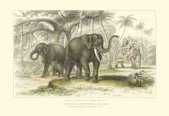 Asiatic Elephants