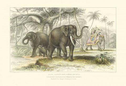 Asiatic Elephants