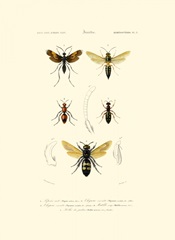 Antique Bees I