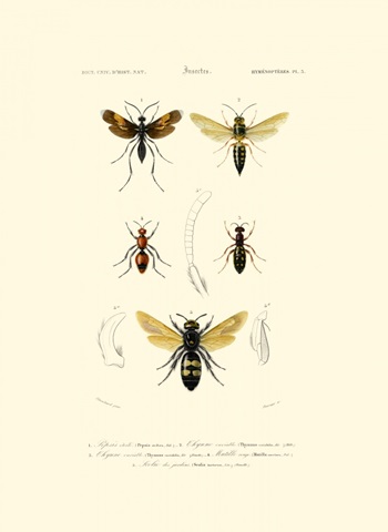 Antique Bees I