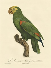 Barraband Parrot, PL 86