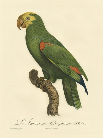 Barraband Parrot, PL 86