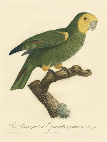 Barraband Parrot, PL 98