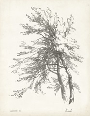 Beech Tree Study