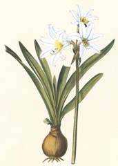 Belladonna Lilies III