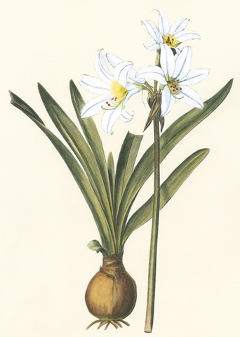 Belladonna Lilies III