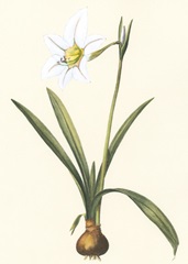 Belladonna Lilies IV