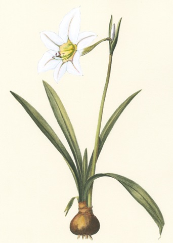 Belladonna Lilies IV