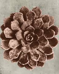 Blossfeldt Redeux II