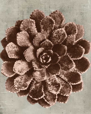 Blossfeldt Redeux II