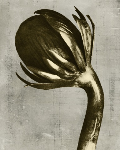 Blossfeldt Redeux III