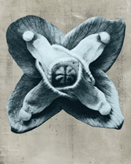 Blossfeldt Redeux IV