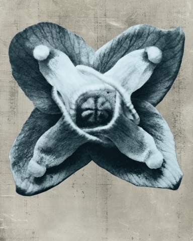 Blossfeldt Redeux IV