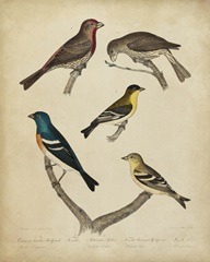 Bonapart Birds I