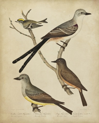 Bonapart Birds II