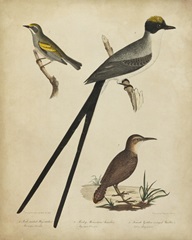 Bonapart Birds III