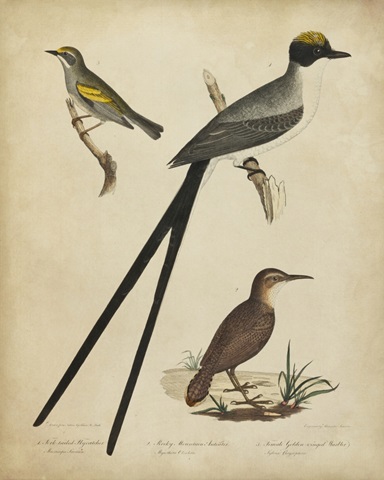 Bonapart Birds III