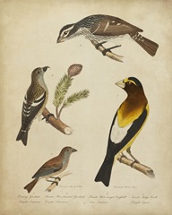 Bonapart Birds IV