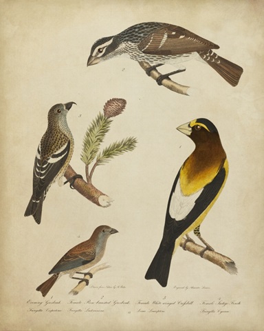 Bonapart Birds IV