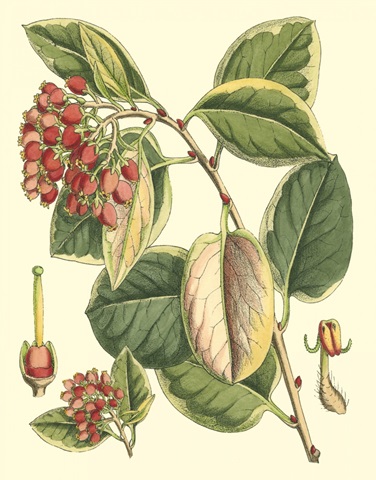 Botanical Fantasy IV