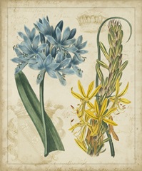 Botanical Repertoire II