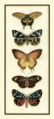 Butterfly Collector V
