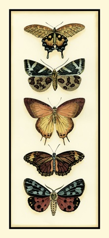Butterfly Collector V