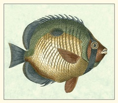 Butterfly Fish I