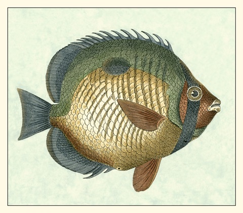 Butterfly Fish I