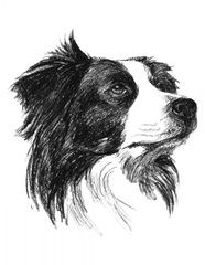 Canine Study I