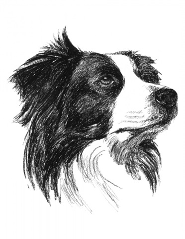 Canine Study I