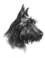 Canine Study II