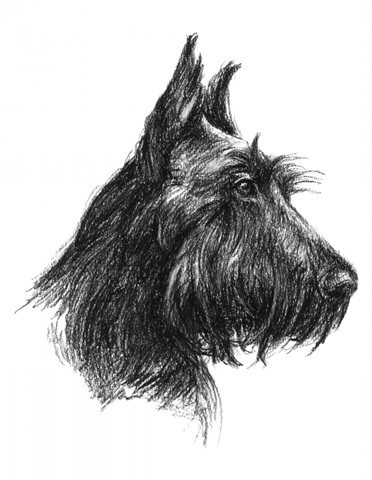 Canine Study II