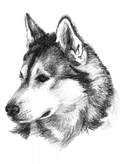 Canine Study III