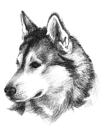 Canine Study III